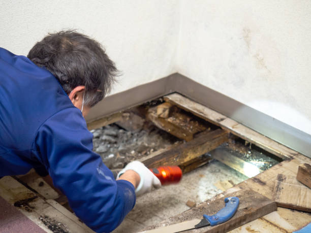 Best Mold Inspection  in Ellsworth, WI