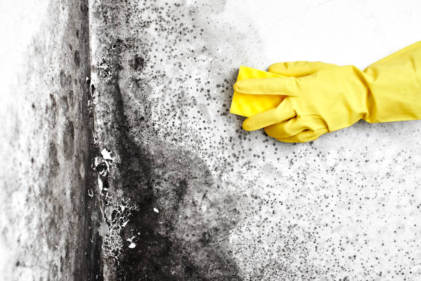 Best Black Mold Removal  in Ellsworth, WI