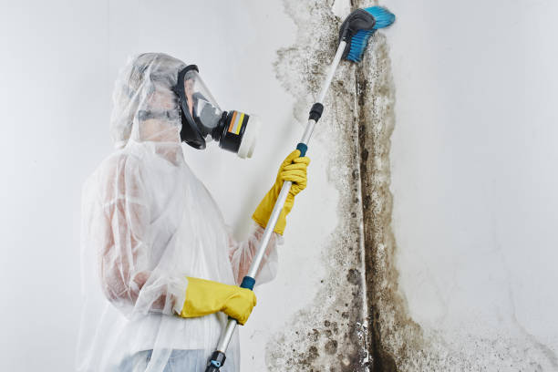 Best Mold Removal Process  in Ellsworth, WI