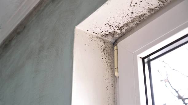 Best Toxic Mold Removal  in Ellsworth, WI