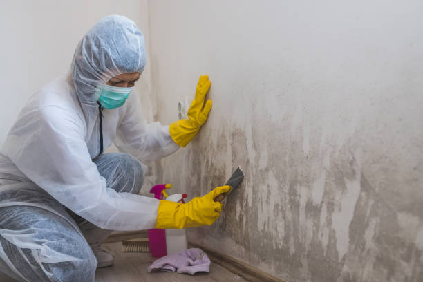 Best Attic Mold Removal  in Ellsworth, WI