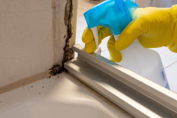 Best Mold Remediation  in Ellsworth, WI