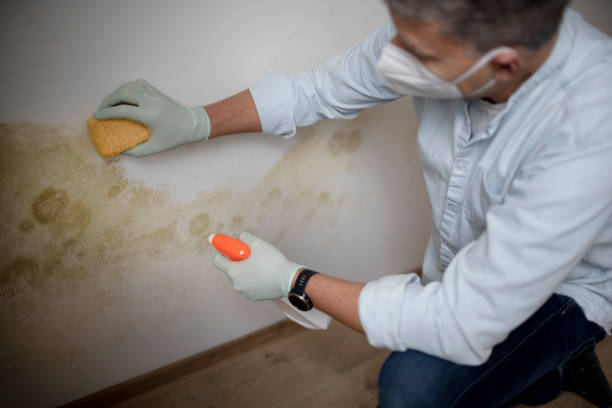 Best Office Mold Removal Services  in Ellsworth, WI