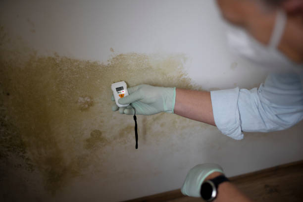 Best Black Mold Removal  in Ellsworth, WI