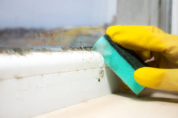 Best Local Mold Removal Service  in Ellsworth, WI