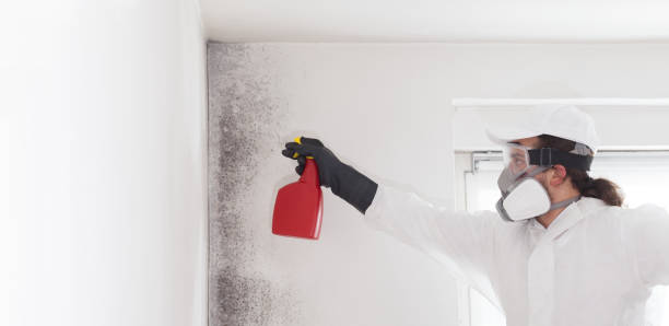 Best Commercial Mold Removal  in Ellsworth, WI