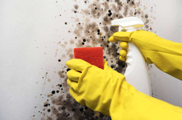 Best Attic Mold Removal  in Ellsworth, WI