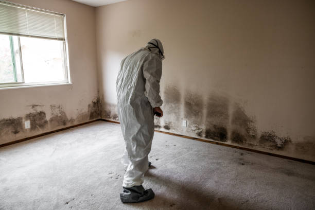 Best Mold Testing and Removal  in Ellsworth, WI