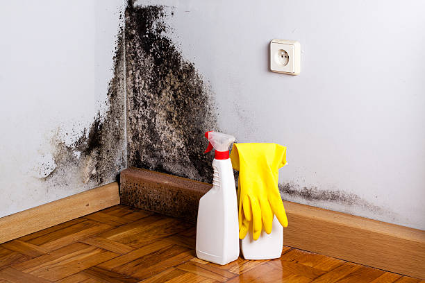 Best Mold Removal and Inspection  in Ellsworth, WI