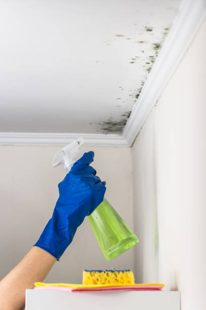 Best Residential Mold Removal  in Ellsworth, WI